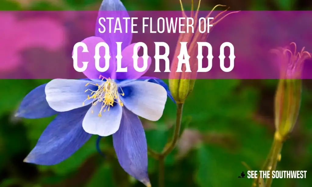 State Flower of Colorado See The Southwest