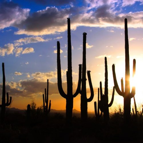 see-the-southwest see-the-southwest